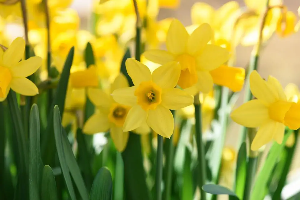 daffodils-716370_1280