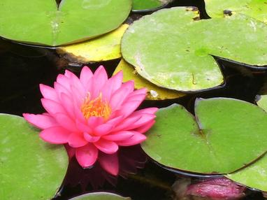 Significado de Flor de loto - Qué es, Definición y Concepto