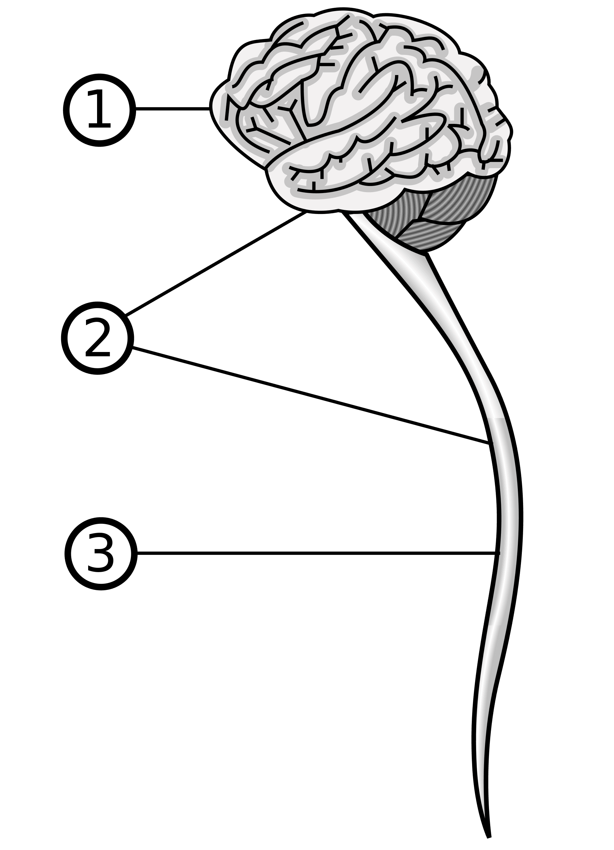 sistema-nervioso-central