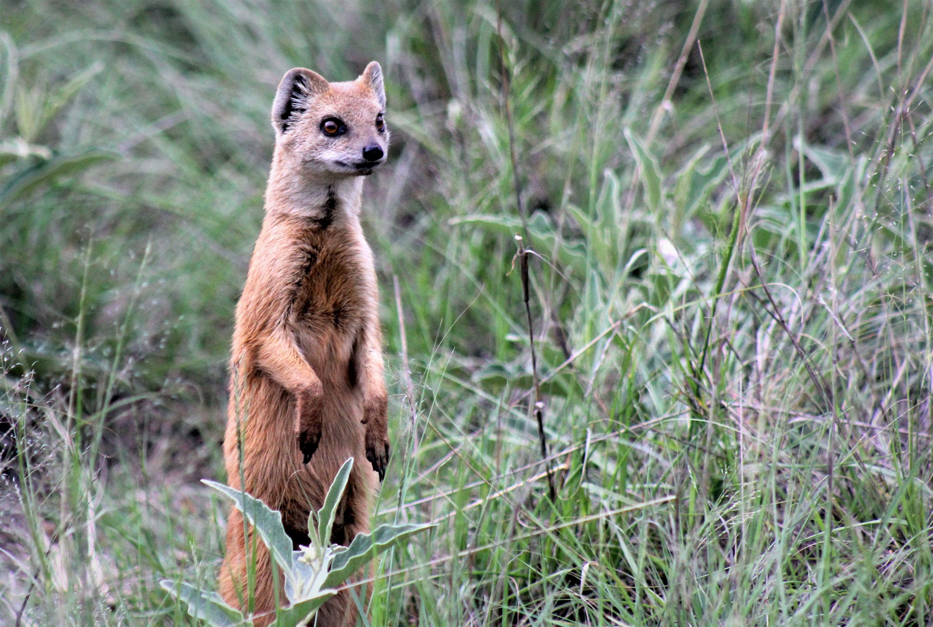 ¿Qué es una Mangosta? Características y curiosidades