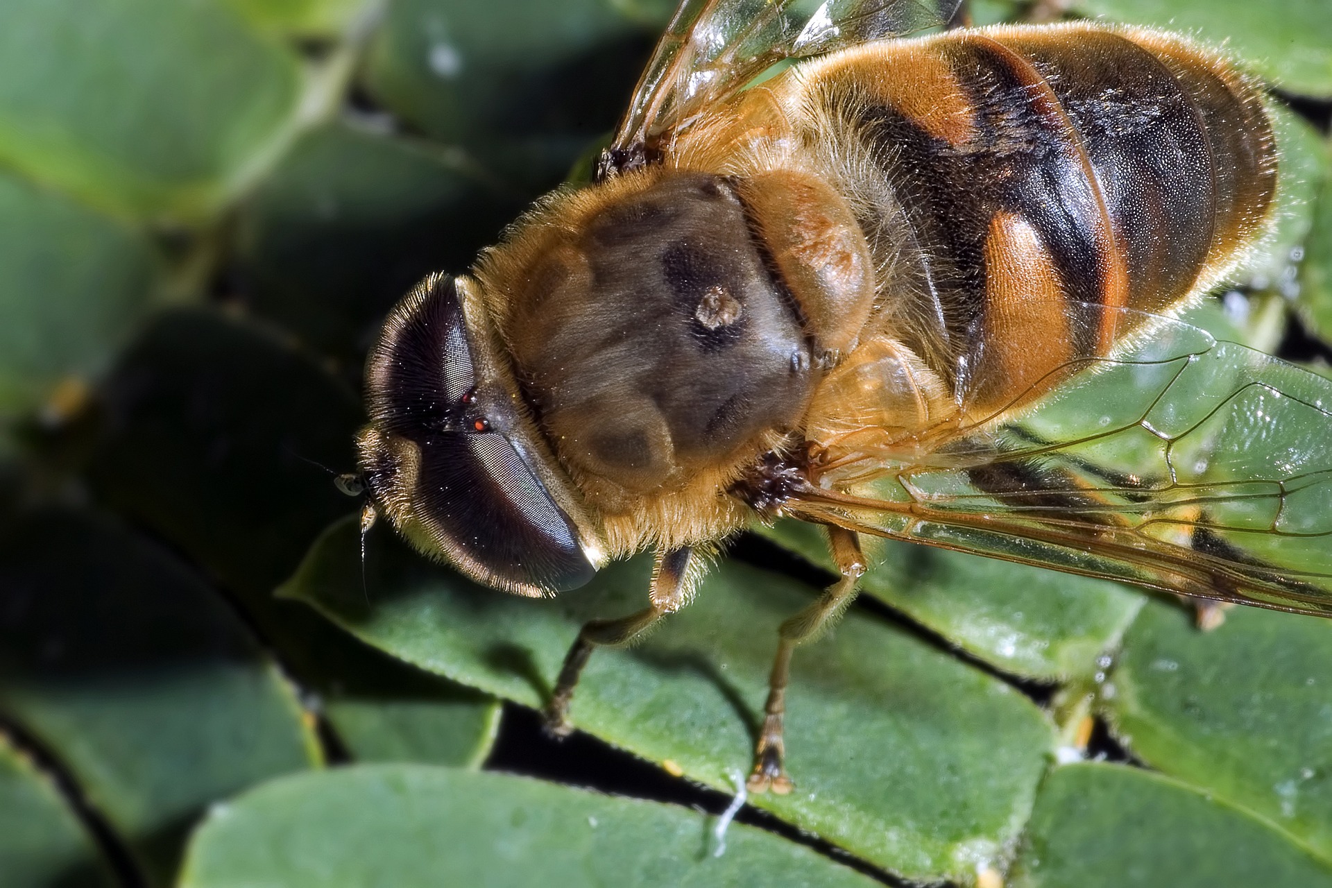  cu ntos a os vive una abeja mundocultura 57 off